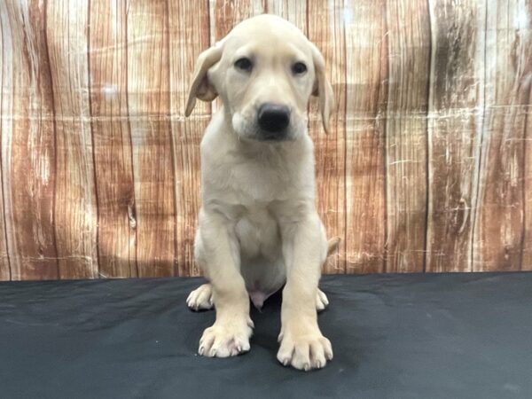 Labrador Retriever DOG Male Yellow 23763 Petland Las Vegas, Nevada