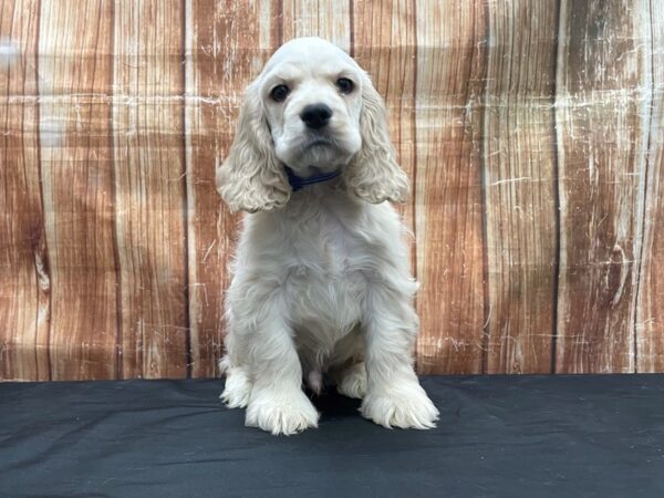 Cocker Spaniel DOG Male Buff 23759 Petland Las Vegas, Nevada