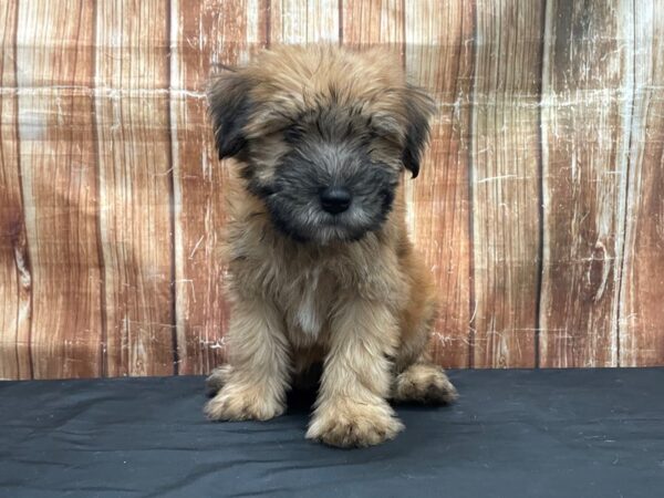 Soft Coated Wheaten Terrier DOG Male Wheaten 23757 Petland Las Vegas, Nevada