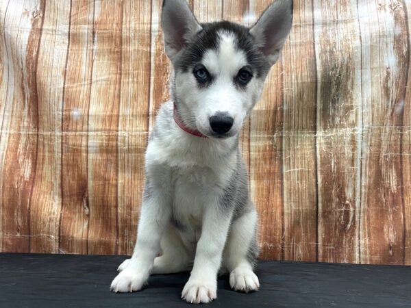 Siberian Husky DOG Female Grey and White 23756 Petland Las Vegas, Nevada