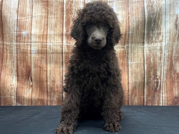 Standard Poodle DOG Female Brown 23754 Petland Las Vegas, Nevada