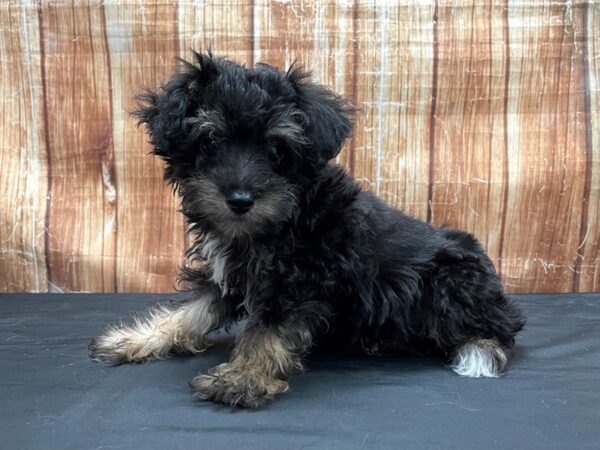 Miniature Australian Shepherd/Poodle DOG Male Black Tan / White 23805 Petland Las Vegas, Nevada