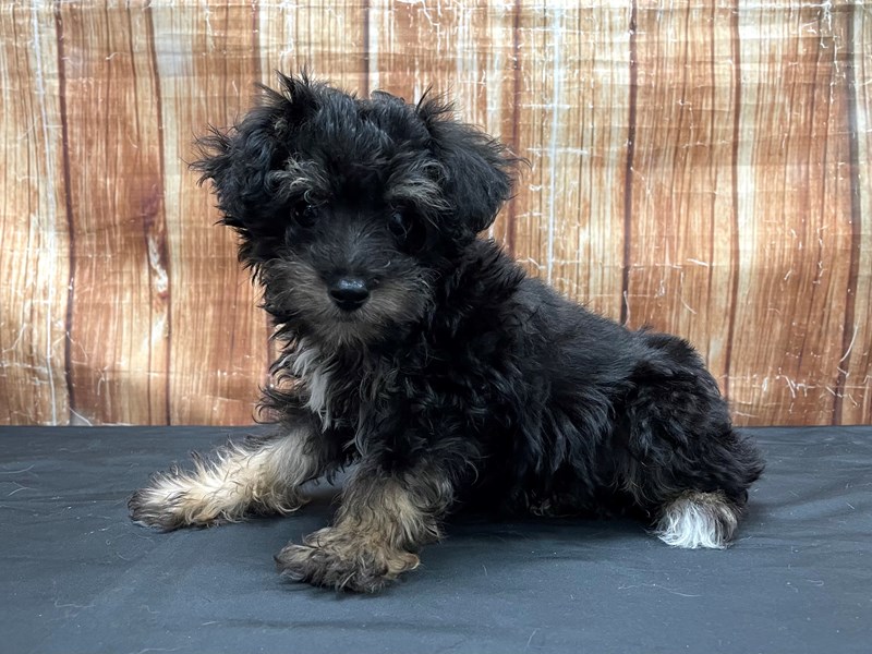 Miniature Australian Shepherd Poodle Puppy Black Tan White ID 23805 Located at Petland Las Vegas Nevada