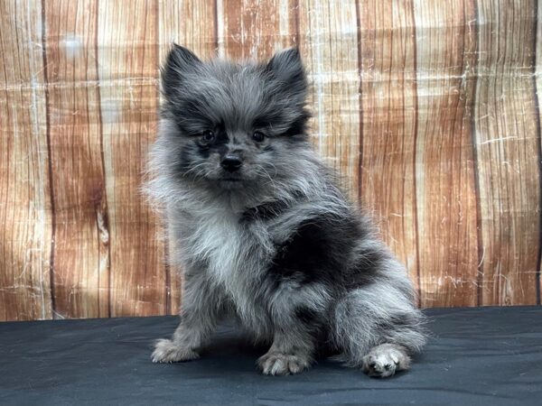 Pomeranian DOG Male Blue Merle 23801 Petland Las Vegas, Nevada