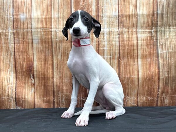 Italian Greyhound DOG Female White / Seal 23799 Petland Las Vegas, Nevada