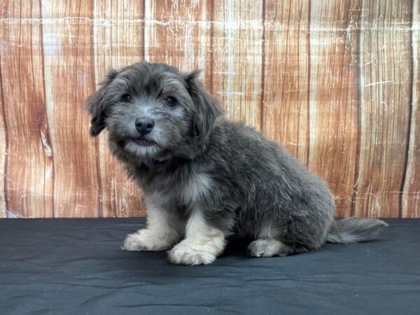 Havanese DOG Male Blue 23798 Petland Las Vegas, Nevada