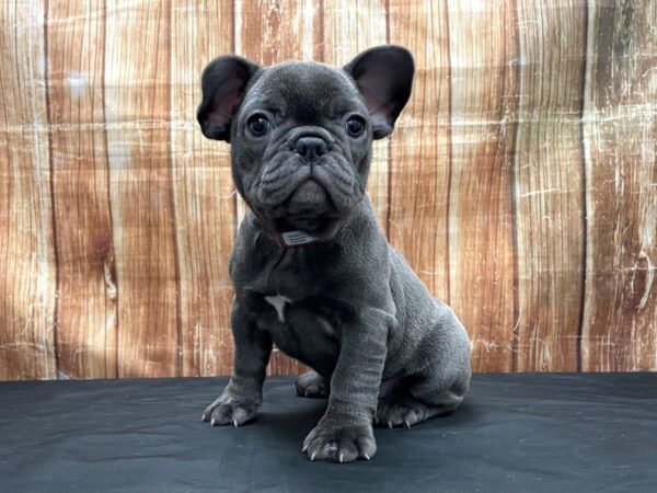 French Bulldog DOG Female Blue 23797 Petland Las Vegas, Nevada