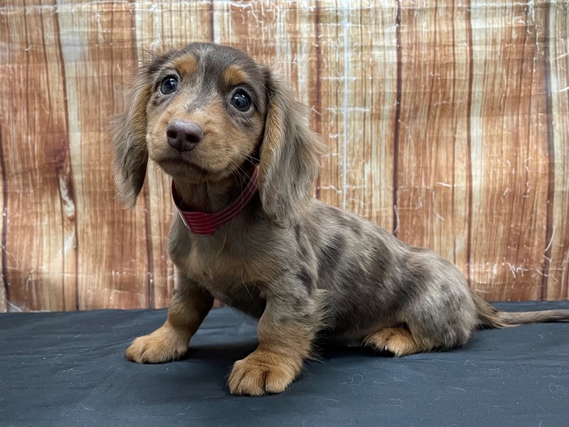 Dachshund Dog Female Chocolate Tan Petland Las Vegas Nevada