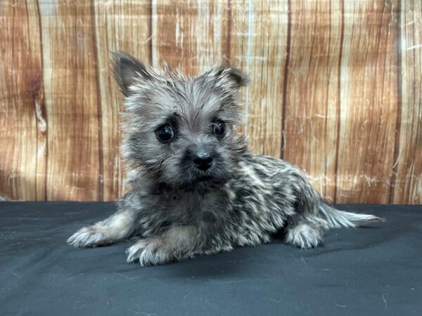 Cairn Terrier DOG Male Wheaten 23793 Petland Las Vegas, Nevada