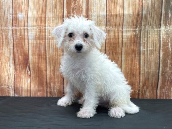 Bichon Frise DOG Male White 23792 Petland Las Vegas, Nevada