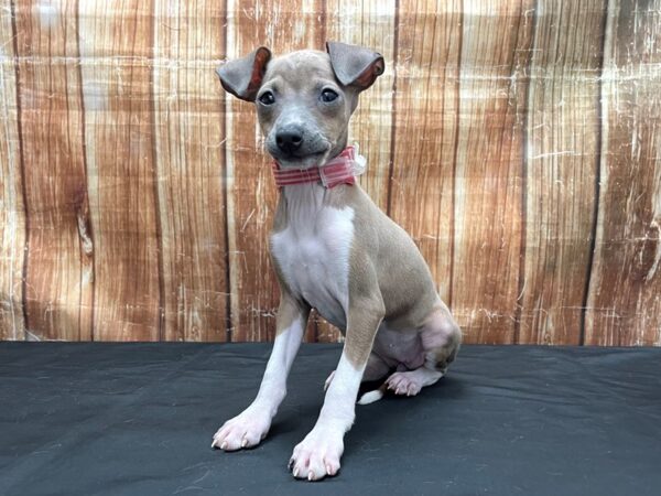 Italian Greyhound DOG Female Blue Fawn 23789 Petland Las Vegas, Nevada