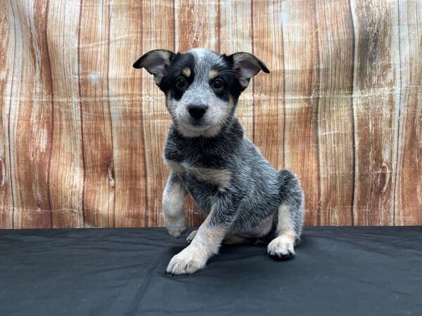 Australian Cattle Dog DOG Female Blue Mottled 23786 Petland Las Vegas, Nevada