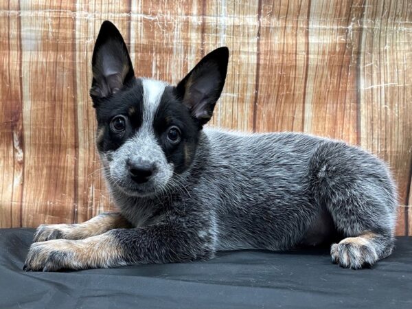 Australian Cattle Dog DOG Male Blue Mottled 23785 Petland Las Vegas, Nevada