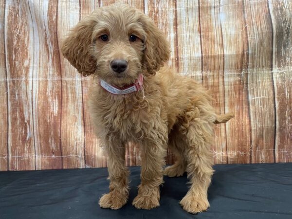 Labradoodle F1-B-DOG-Female--23811-Petland Las Vegas, Nevada