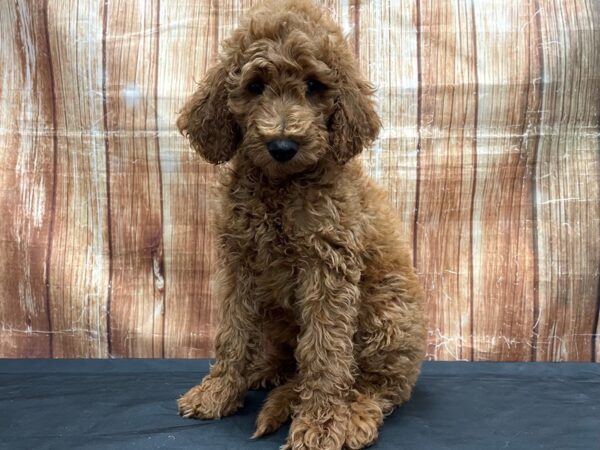 Labradoodle F1-B DOG Female 23810 Petland Las Vegas, Nevada