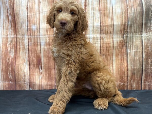 Labradoodle F1-B DOG Male 23809 Petland Las Vegas, Nevada