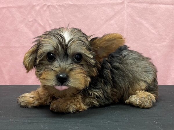 Poodle/Yorkshire Terrier-DOG-Male-Red Sable-23827-Petland Las Vegas, Nevada