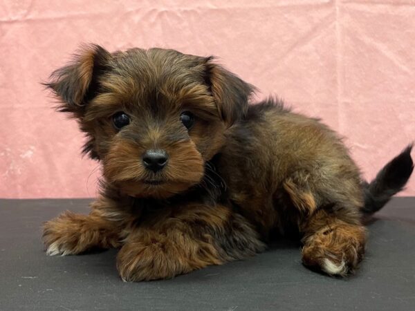 Poodle/Yorkshire Terrier DOG Female Red Sable 23826 Petland Las Vegas, Nevada