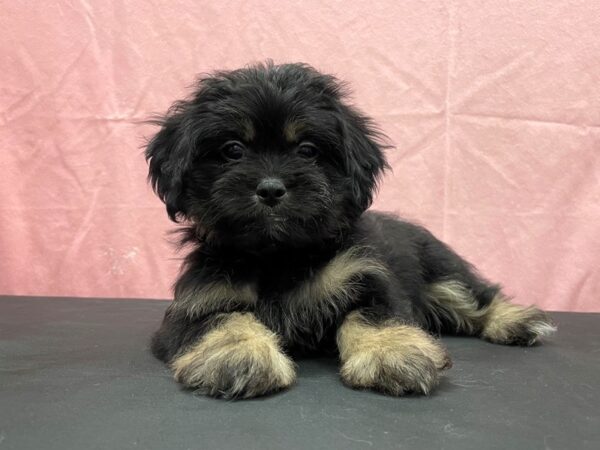 Havanese/Pekingese-DOG-Female-Black / Tan-23825-Petland Las Vegas, Nevada