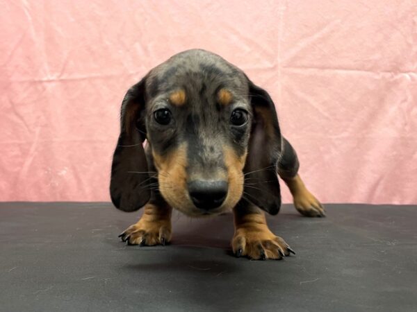 Dachshund DOG Male Black / Tan 23824 Petland Las Vegas, Nevada