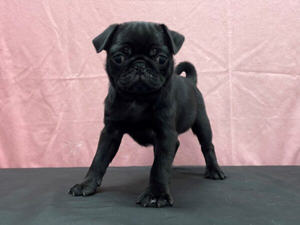 Pug DOG Female Black 23822 Petland Las Vegas, Nevada