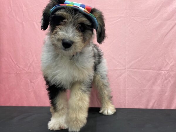 Australian Shepherd/Standard Poodle-DOG-Female-Blue Merle White and Tan-23818-Petland Las Vegas, Nevada