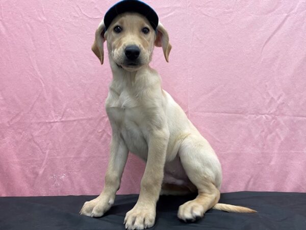 Labrador Retriever DOG Male Yellow 23819 Petland Las Vegas, Nevada