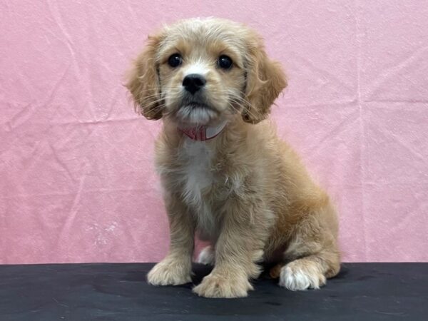 Bichon Frise/Cavalier King Charles Spaniel DOG Female Ruby 23817 Petland Las Vegas, Nevada