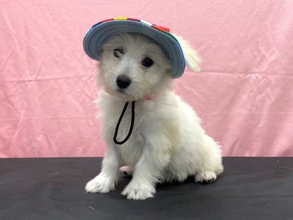 Bichon Frise/Pomeranian-DOG-Female-Cream-23816-Petland Las Vegas, Nevada