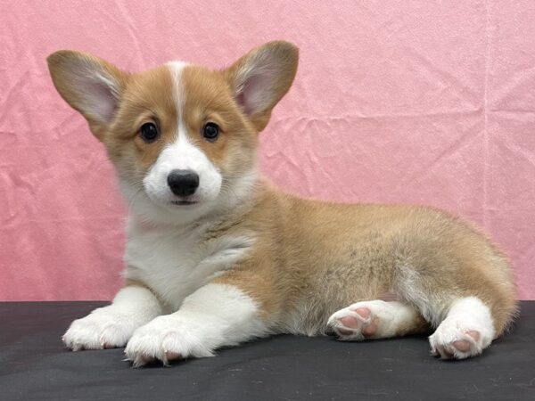 Pembroke Welsh Corgi DOG Female Sable 23815 Petland Las Vegas, Nevada