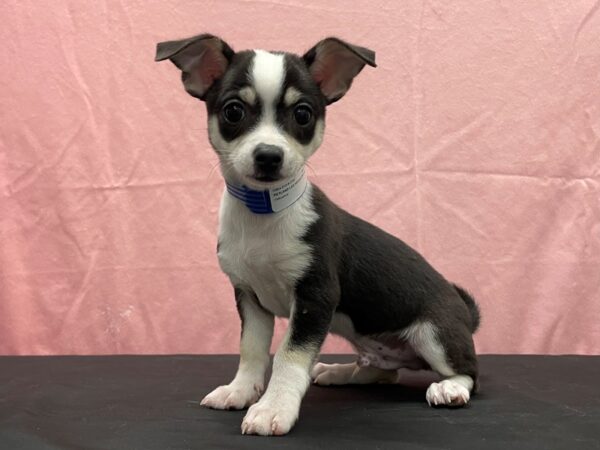 Chihuahua DOG Male Black and Tan 23814 Petland Las Vegas, Nevada