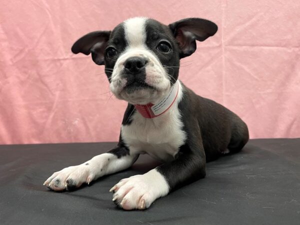 Boston Terrier DOG Female Black and White 23813 Petland Las Vegas, Nevada