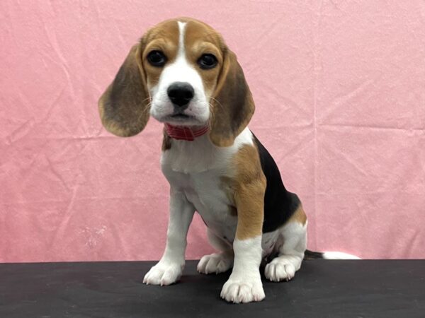 Beagle DOG Female Black White and Tan 23812 Petland Las Vegas, Nevada