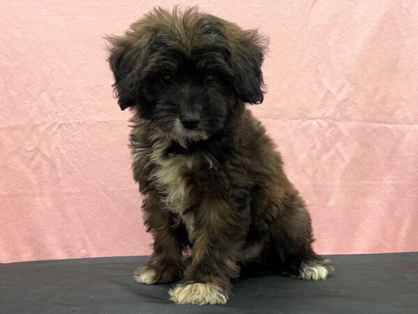 Miniature Australian Shepherd/Poodle-DOG-Male--23830-Petland Las Vegas, Nevada