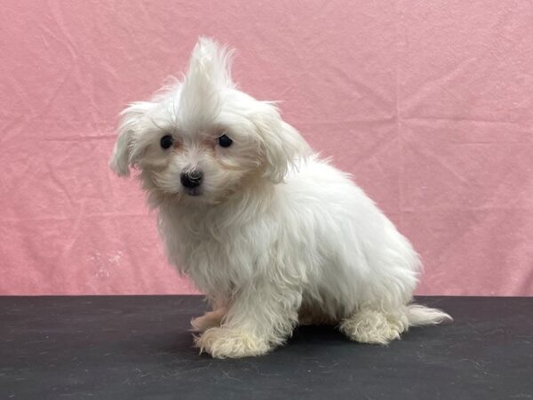 Maltese DOG Male White 23860 Petland Las Vegas, Nevada