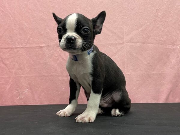 Boston Terrier/French Bulldog DOG Male Brindle / White 23859 Petland Las Vegas, Nevada