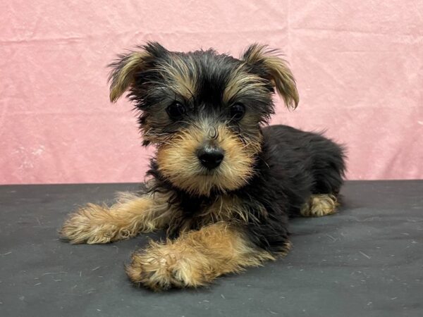 Yorkshire Terrier DOG Male Black / Tan 23857 Petland Las Vegas, Nevada