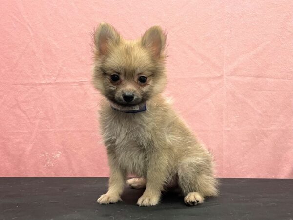 Pomeranian DOG Male Cream Sable 23854 Petland Las Vegas, Nevada