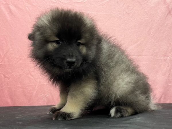 Keeshond DOG Male Black / Silver 23853 Petland Las Vegas, Nevada