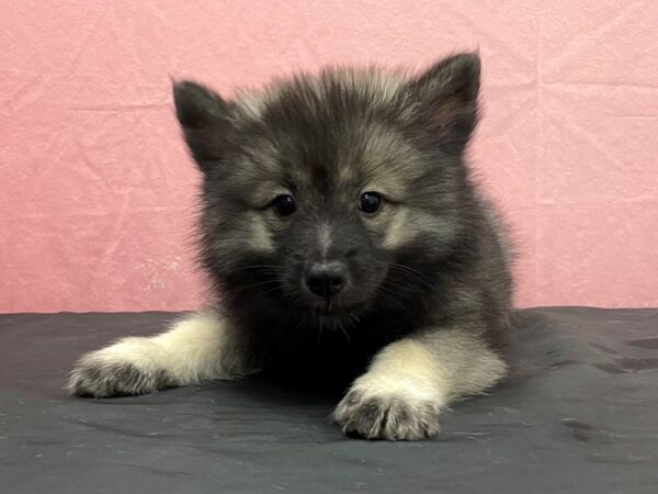 Keeshond DOG Female Black / Silver 23852 Petland Las Vegas, Nevada