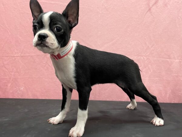 Boston Terrier DOG Female Black 23849 Petland Las Vegas, Nevada