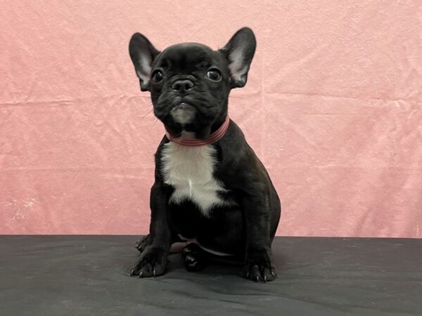 French Bulldog DOG Female Brindle 23842 Petland Las Vegas, Nevada