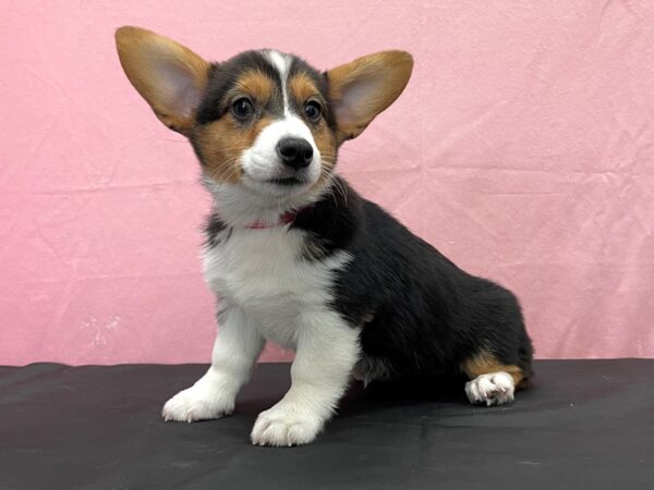 Pembroke Welsh Corgi DOG Female Black and Tan 23841 Petland Las Vegas, Nevada