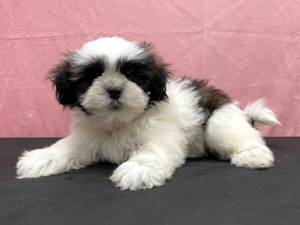 Lhasa Apso DOG Female Grizzle 23840 Petland Las Vegas, Nevada