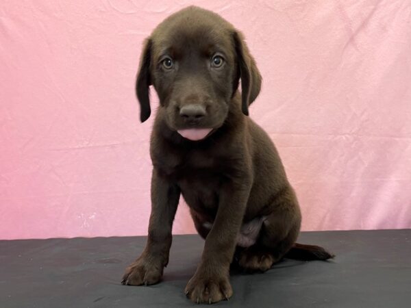 Labrador Retriever DOG Male Chocolate 23839 Petland Las Vegas, Nevada