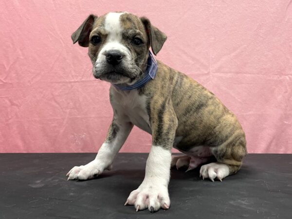 Old English Bulldog DOG Male Fawn Brindle and White 23835 Petland Las Vegas, Nevada