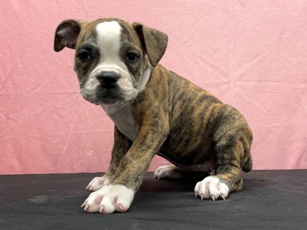 Old English Bulldog DOG Female Red Brindle and White 23834 Petland Las Vegas, Nevada