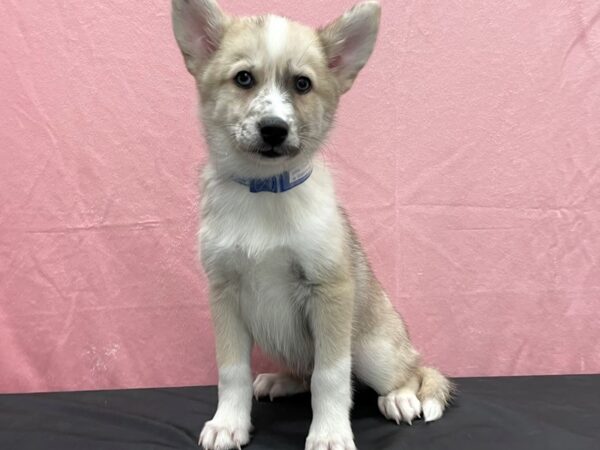 Pomsky 2nd Gen-DOG-Male-Sable-23833-Petland Las Vegas, Nevada