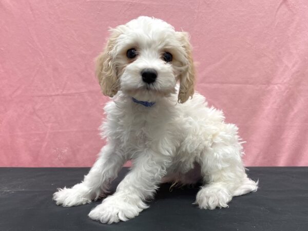 Bichon Frise/Cavalier King Charles Spaniel DOG Male White / Apricot 23891 Petland Las Vegas, Nevada