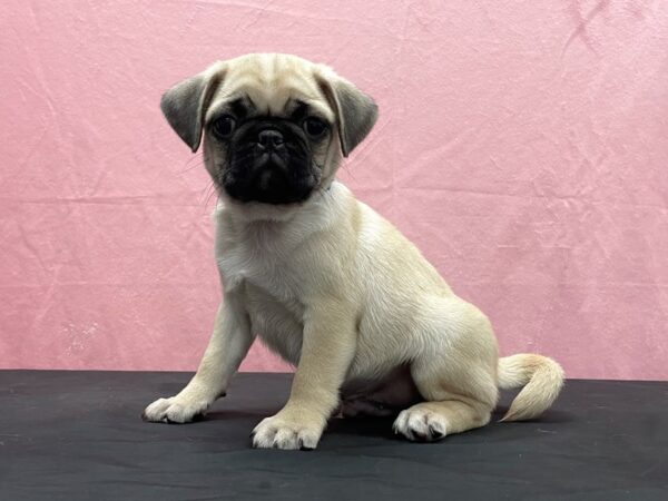 Pug DOG Male Fawn 23884 Petland Las Vegas, Nevada